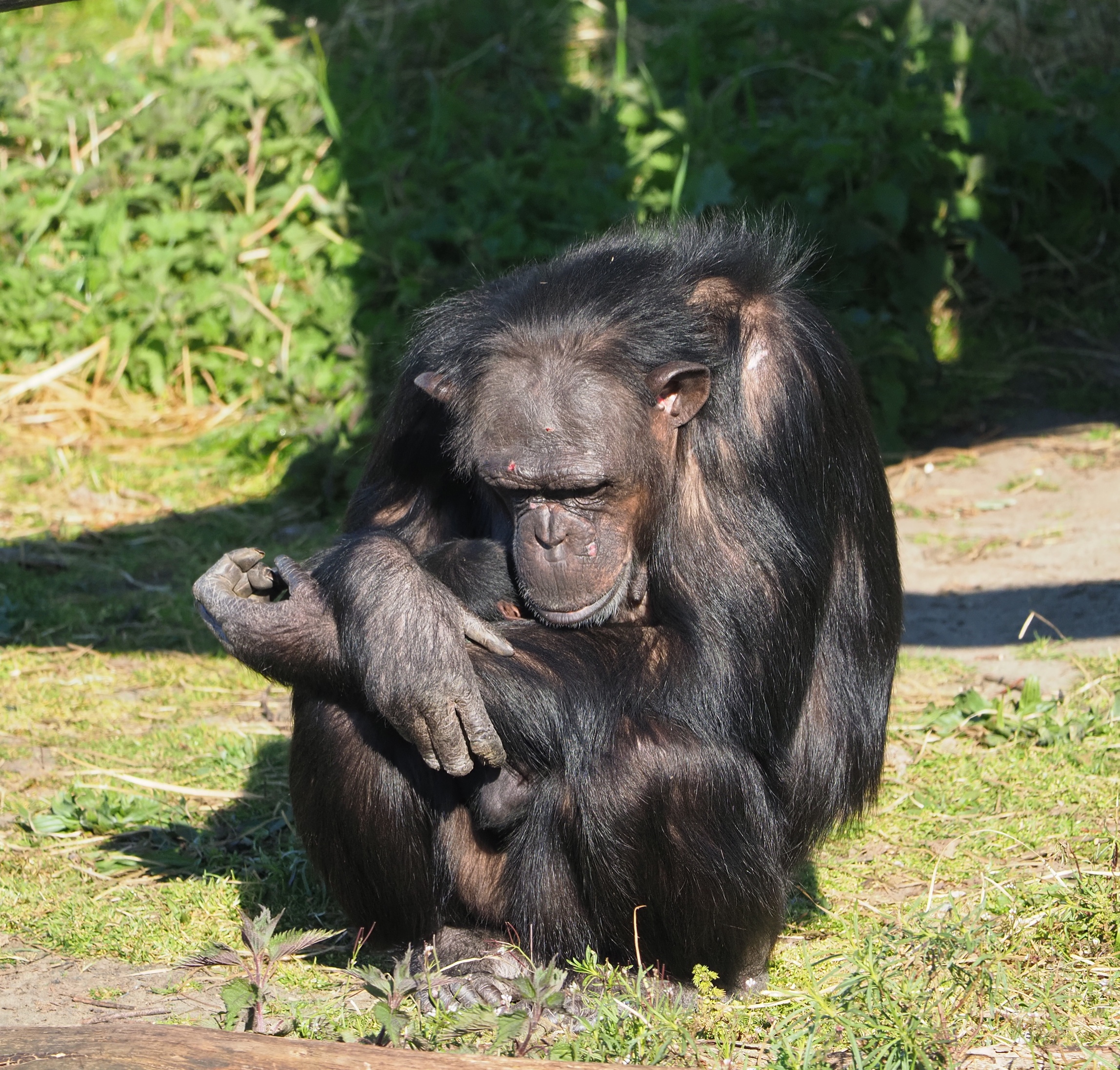 chimpansee_beekse_bergen_geboorte.jpg