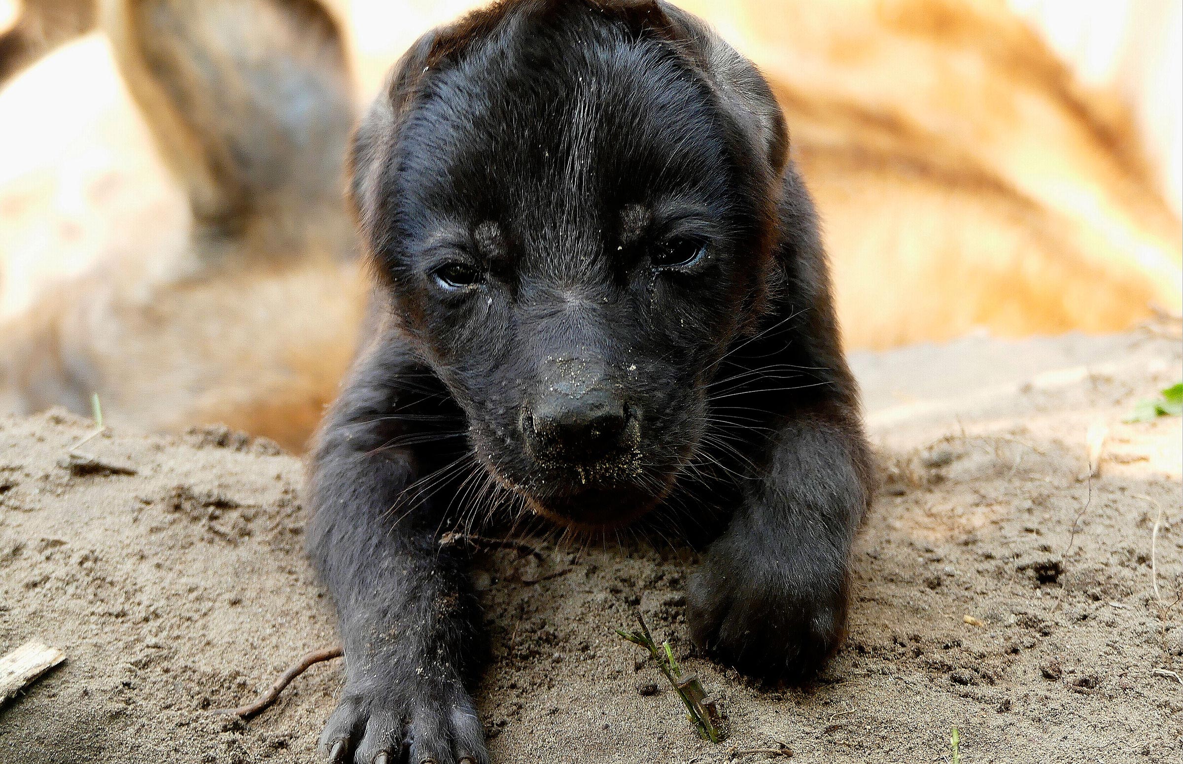 hyena-pup-geboren-beekse-bergen.jpg